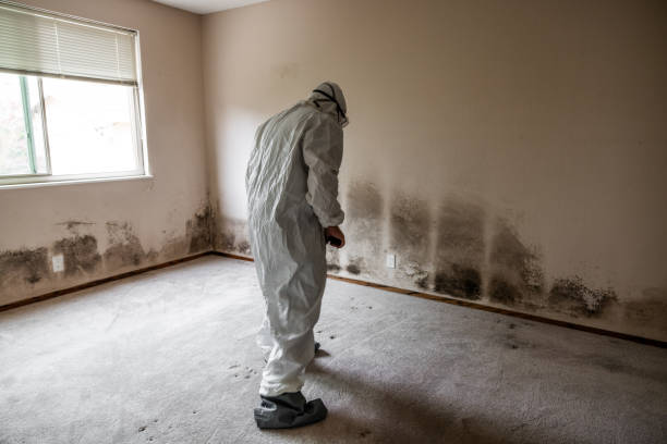 Best Industrial Mold Remediation  in Jefferson, TX